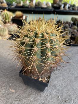 Denmoza rhodacantha var. diamantina